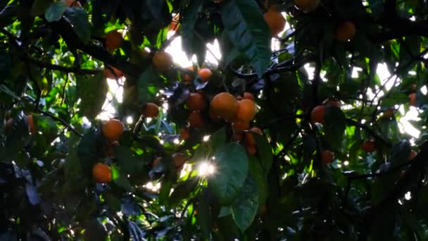 Maturi tangerini dolci succosi su un albero in un giardino di agrumi, centro selettivo. I raggi solari stanno brillando. mandarino, arance. frutti freschi maturi sull'albero — Video Stock