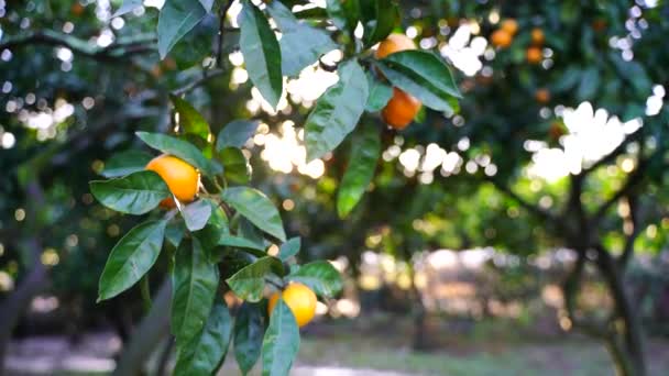 Reife saftige süße Mandarinen auf einem Baum in einem Zitrusgarten, selektiver Fokus. Die Sonnenstrahlen leuchten. Mandarine, Orangen. frische reife Früchte auf dem Baum — Stockvideo