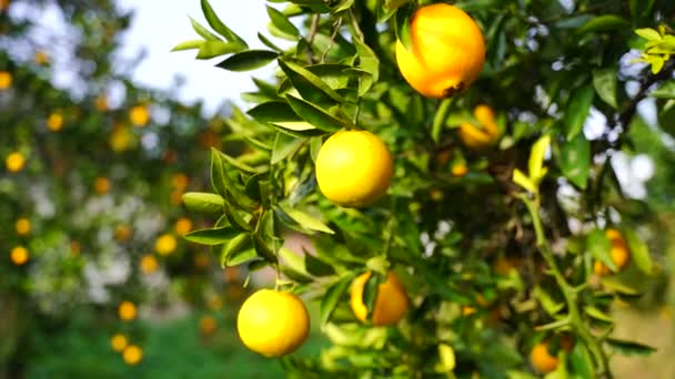 Dojrzałe soczyste słodkie mandarynki na drzewie w sadzie cytrusowym, wybiórcze skupienie. mandarynka, pomarańcze. świeże dojrzałe owoce na drzewie — Wideo stockowe