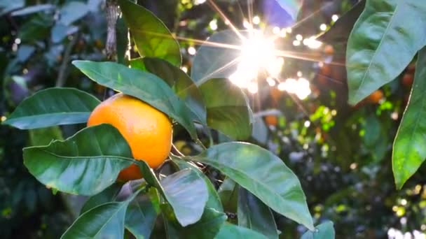 Dojrzałe soczyste słodkie mandarynki na drzewie w ogrodzie cytrusowym, selektywne skupienie. Promienie słoneczne świecą. mandarynka, pomarańcze. świeże dojrzałe owoce na drzewie — Wideo stockowe