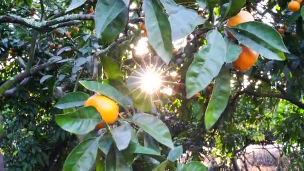 Tangerinas doces suculentas maduras em uma árvore em um jardim cítrico, foco seletivo. Os raios de sóis estão a brilhar. tangerina, laranjas. frutas maduras frescas na árvore — Vídeo de Stock