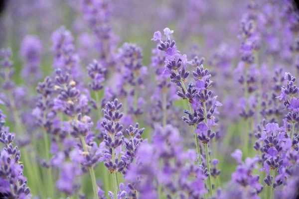 Лавандовое цветочное поле, цветущие фиолетовые ароматные цветы лаванды. Растущая лаванда, раскачивающаяся на ветру, уборка урожая, парфюмерный ингредиент, ароматерапия — стоковое фото