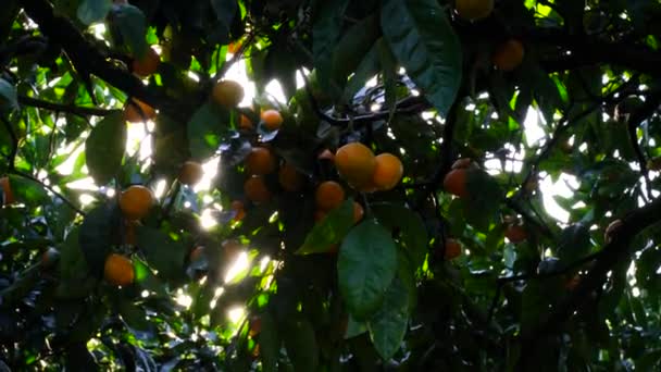 Dojrzałe soczyste słodkie mandarynki na drzewie w ogrodzie cytrusowym, selektywne skupienie. Promienie słoneczne świecą. mandarynka, pomarańcze. świeże dojrzałe owoce na drzewie — Wideo stockowe