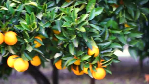 Vídeo laranjas doces suculentas maduras em uma árvore em um pomar cítrico, foco seletivo. Tangerina, laranjas. fruta madura fresca na árvore. — Vídeo de Stock