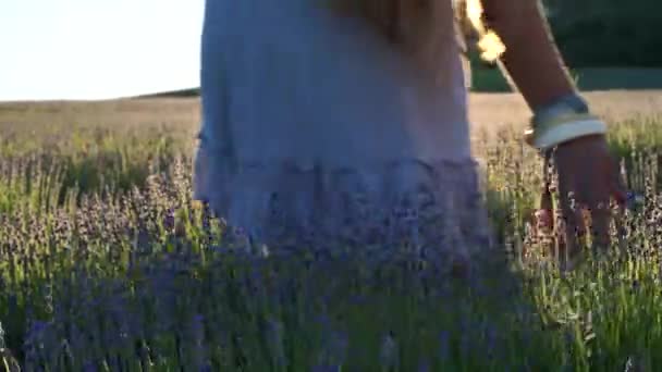 Женская рука медленно касается спелых лавандовых цветов на лавандовом поле. — стоковое видео