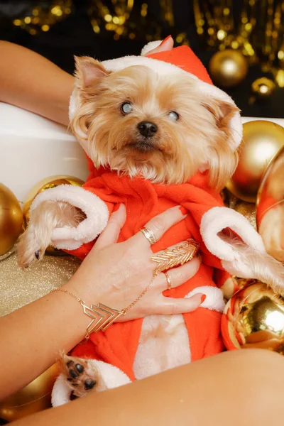 Ritratto di cane bianco pelo corto chihuahua in cappello di Babbo Natale e sciarpa rossa sdraiato sulle braccia delle donne, guardando la macchina fotografica. — Foto Stock