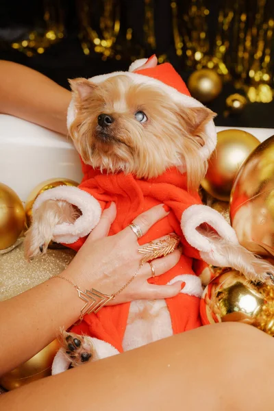 Ritratto di cane bianco pelo corto chihuahua in cappello di Babbo Natale e sciarpa rossa sdraiato sulle braccia delle donne, guardando la macchina fotografica. — Foto Stock