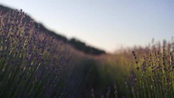 Campos de flor de lavanda que florecen fragantes en filas interminables al atardecer. Enfoque selectivo en arbustos de flores fragantes de color púrpura lavanda en los campos de lavanda. — Vídeo de stock