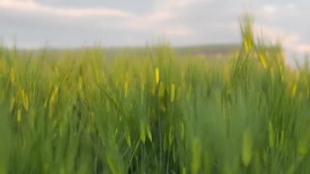 Green ears of rye and wheat sway in the light wind. Agriculture, agro culture concept. — Stock Video