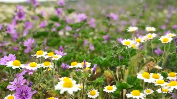 Fleurs blanches marguerites prés des champs. Promenade dans la prairie d'été, champ de fleurs, dégustation de marguerites, agitation dans le vent — Video