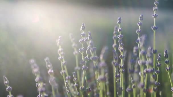 動きの遅い日の日没に咲く大きな紫色のラベンダー畑。瞬間風がラベンダーの花を揺れる。ラベンダーの大規模な茂みのフィールドのビュー。落ち着いて。レンズフレア — ストック動画