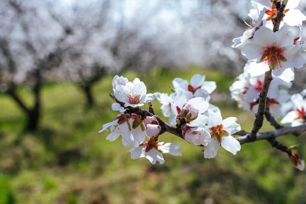 Hermosas flores de almendra en la rama del árbol de almont. — Foto de Stock