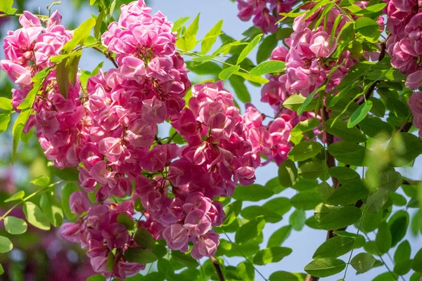 Różowe kwiaty akacji z zielonymi liśćmi na gałęzi na błękitnym niebie. — Zdjęcie stockowe