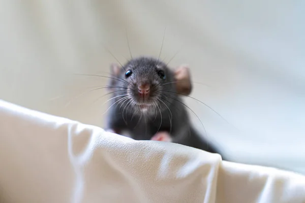 Głowa szarego szczura na białym tle — Zdjęcie stockowe