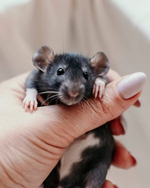 Un piccolo ratto nero con macchie bianche sulla pancia in una mano femminile con una manicure. Su uno sfondo chiaro. — Foto Stock