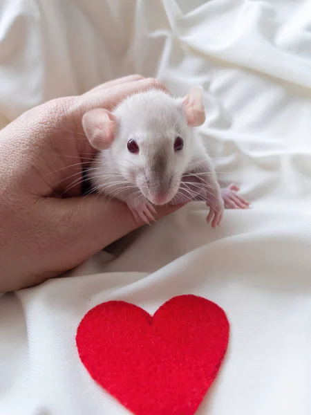 Malá bílá krysa v ženské ruce s manikúrou. Na světlém pozadí. Nedaleko leží rudé srdce. Valentýn koncept, roztomilý obrázek. — Stock fotografie