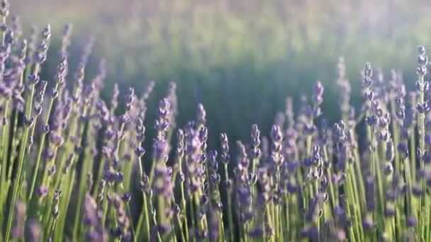 動きの遅い日の日没に咲く大きな紫色のラベンダー畑。瞬間風がラベンダーの花を揺れる。ラベンダーの大規模な茂みのフィールドのビュー。落ち着いて。レンズフレア — ストック動画