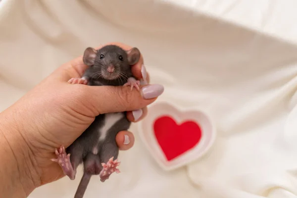 Un piccolo ratto nero con macchie bianche sulla pancia in una mano femminile con una manicure. Su uno sfondo chiaro. Concetto di San Valentino, immagine carina — Foto Stock