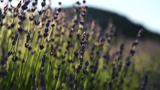 日没の終わりのない列に、ラベンダーの花の畑が香ります。ラベンダー畑でのラベンダー紫色の香り高い花の茂みに焦点を当てます. — ストック動画