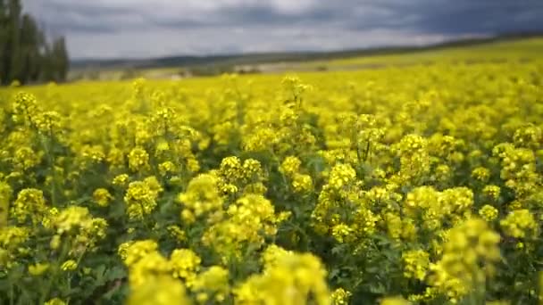 노란 꽃이 피는 카놀라 밭. 농업 지역의 라베 시드, 닫습니다. 유채 들판에서 피어나고 있습니다. 라파에 시드 는 동물 사료, 식물성 기름 및 바이오 디젤 생산을 위해 재배 된다. — 비디오