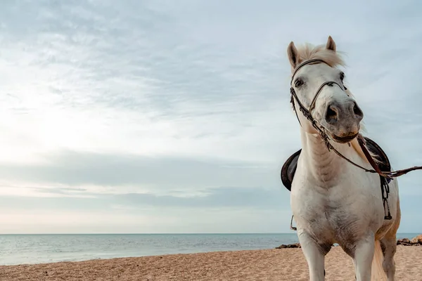 The head of a white horse on the background of the sea — Stock Photo, Image