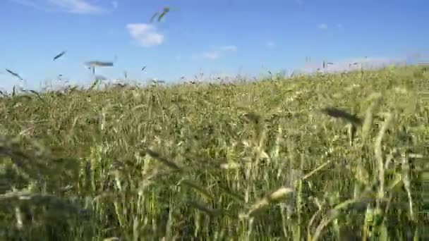 Fondo agrícola, orejas verdes de avena se balancean en el viento en el campo, de cerca — Vídeos de Stock