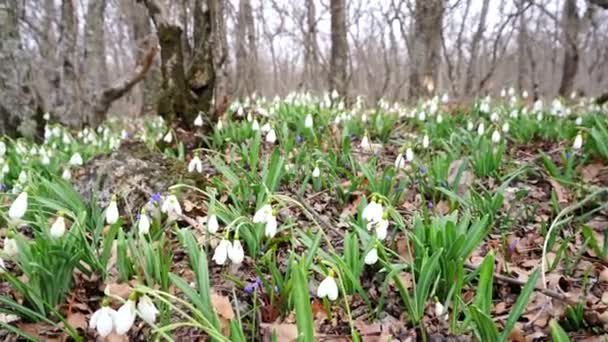 Białe opady śniegu wczesną wiosną w lesie, wczesną wiosną białe kwiaty w wiosennym lesie. Piękne dzikie krople śniegu kwitną. — Wideo stockowe