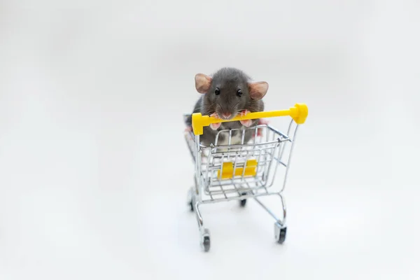 Szary, zabawny szczur Dumbo w wózku na białym tle. Ma czarne oczy i duże uszy. Koncepcja zwierząt domowych, dla sklepów zoologicznych, dostaw zwierząt domowych. — Zdjęcie stockowe