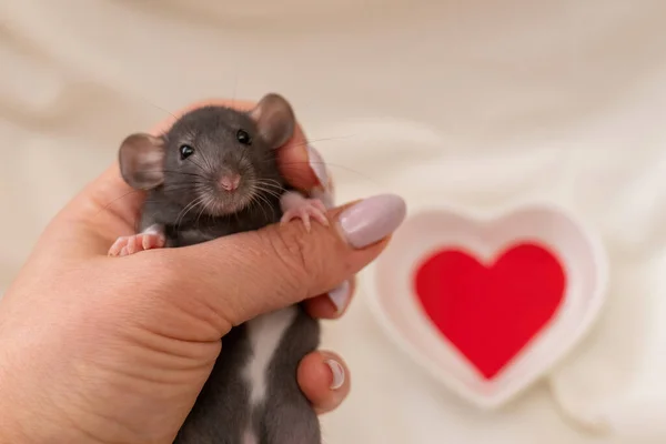 Um pequeno rato preto com manchas brancas na barriga em uma mão feminina com uma manicure. Sobre um fundo claro. Conceito de dia dos namorados, quadro bonito — Fotografia de Stock