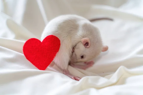 Piccolo ratto bianco in una mano femminile con manicure. Su uno sfondo chiaro. Nelle vicinanze si trova un cuore rosso. Concetto di San Valentino, immagine carina. — Foto Stock