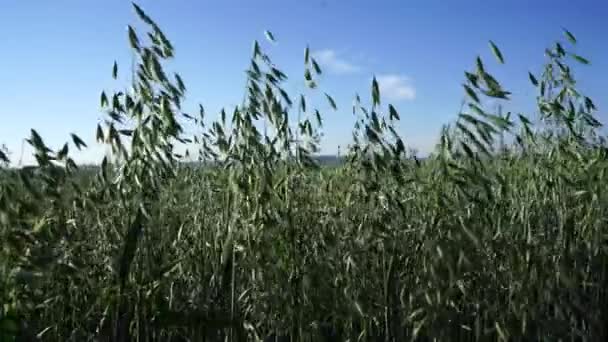 Fondo agrícola, orejas verdes de avena se balancean en el viento en el campo, de cerca — Vídeos de Stock