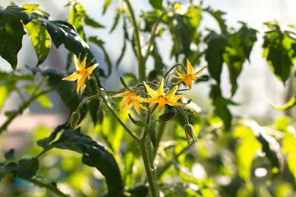 Yellow flowers of tomatoes on a branch blossomed on a green bush. The flowers are small with elongated sharp petals. Around the tomato leaves. The concept of gardening, organic products, farmers