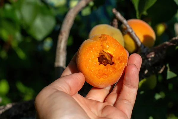 成熟的杏仁在杏园的背景下可以看到一块石头 它是被成熟的水果咬碎了一部分 — 图库照片