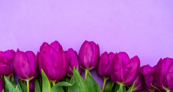 mothers day background. view from above. Beautiful bouquet of purple tulips on a purple background