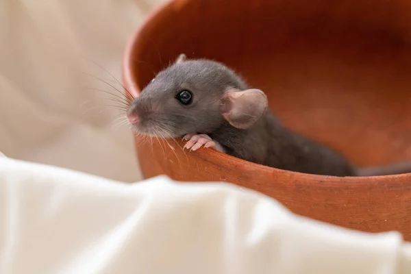 The head of a gray Dumbo rat on a white background, she sits in a clay plate and looks out, putting her front paws on the edge.