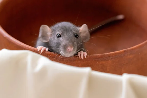 The head of a gray Dumbo rat on a white background, she sits in a clay plate and looks out, putting her front paws on the edge.