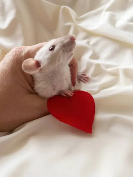 Rato Branco Uma Mão Feminina Com Manicura Sobre Fundo Claro — Fotografia de Stock
