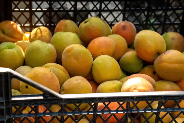 Ripe tangerines in plastic transparent boxes front view, harvest of tangerines, packaging of citrus fruits, food background, tangerines in.