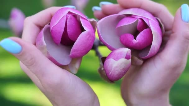 Ręce Obejmują Pąki Różowych Magnolii — Wideo stockowe