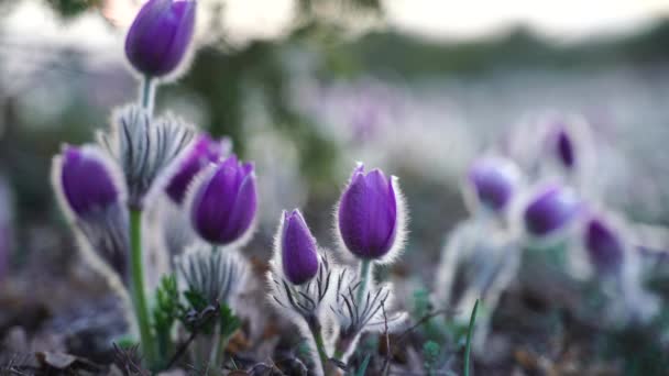 山の中の森では春に夢草やパルサッラの花を咲かせます クローズアップ 天然の春の背景 選択的焦点で繊細で壊れやすい花を咲かせます 最も美しい紫色の花 — ストック動画