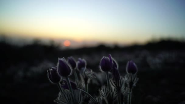 春天里 在山上的森林里 梦中的草或豆科植物在开花 自然的春天背景 脆弱的花朵 有选择的焦点 最美丽的紫色花朵 — 图库视频影像
