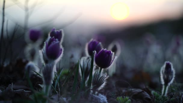 Traumgras Oder Pulsatilla Patens Blühen Frühling Wald Den Bergen Nahaufnahme — Stockvideo