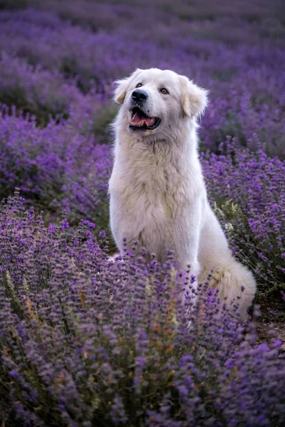 プロヴァンスのラベンダー畑に大きな白い犬 フランス — ストック写真