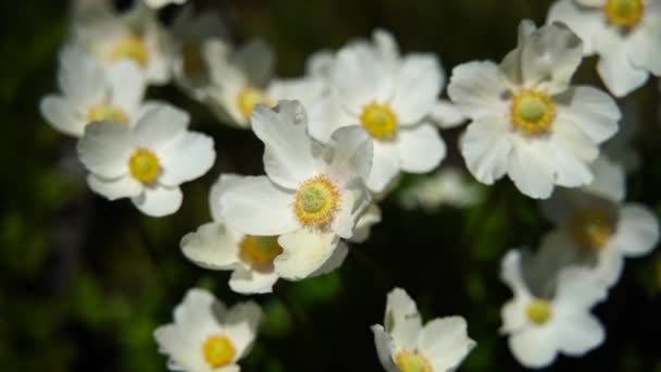 정원에서 꽃이 피는 Anemone Hupehensis 흰색 꽃, Anemone Japanica. — 비디오