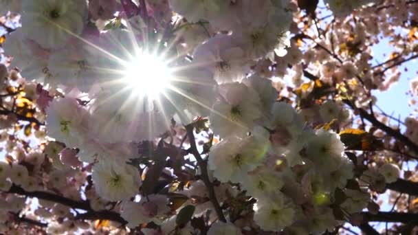 Double cherry blossoms in full bloom. A tree branch with flowers against a blue sky and the sun shines through the flowers. — 비디오