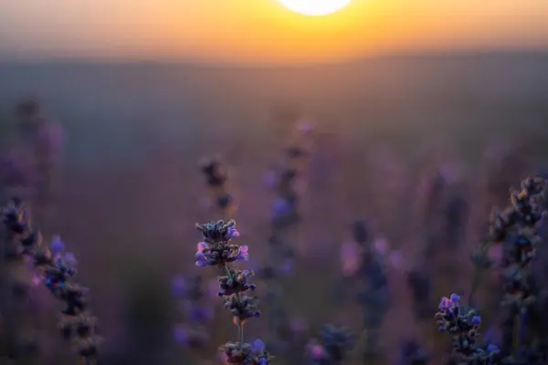 Красивый Закат Лавандовых Полях — стоковое фото