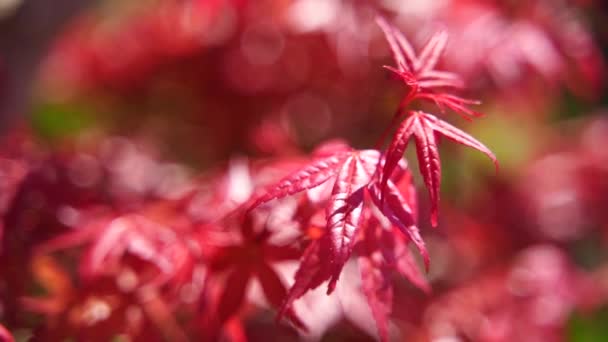 Hojas y ramas de arce momiji japonés rojo con luz solar en temporada de otoño — Vídeos de Stock