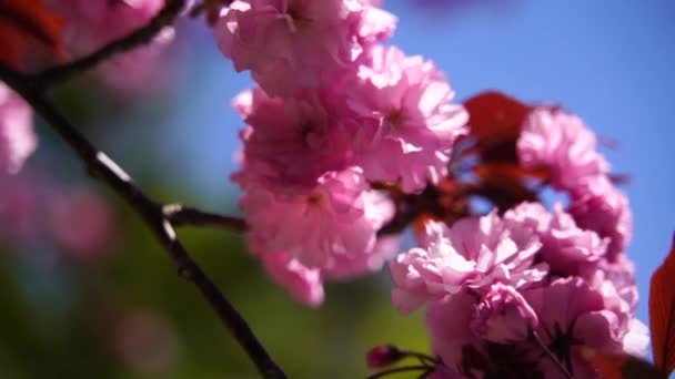 ดอกซากุระสองดอกบานเต็มที่ สาขาต้นไม้ที่มีดอกไม้กับท้องฟ้าสีฟ้าและดวงอาทิตย์ส่องผ่านดอกไม้ . — วีดีโอสต็อก