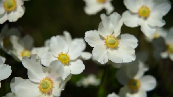 Anemone Hupehensis flores blancas que florecen en el jardín, Anemone Japonica. — Vídeo de stock