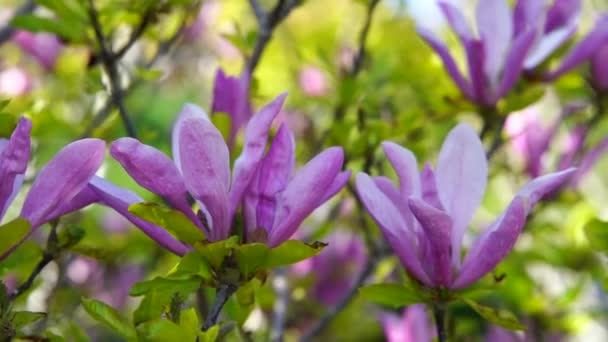 Piękne kolorowe duże, jasne różowe kwiaty magnolii poruszające się na wietrze, świeże zielone tło krzewu, czas rzeczywisty i światło dzienne — Wideo stockowe